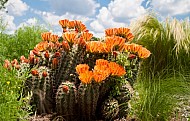 flowering cactus