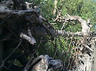 VINES AND FENCE