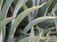 agave