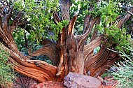 Red Rocks of Sedona