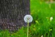 dandelion