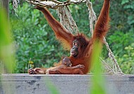 Orangutan