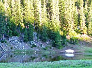 Rocky Mountain Elk