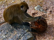 Monkeys in Thailand