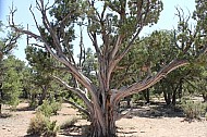 Grand Canyon Tree