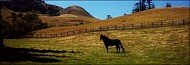 Horse in the countryside