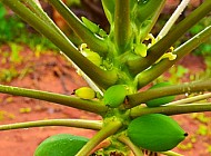 African Papayas