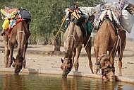 Camel Safari C