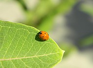 Ladybug