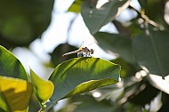 Alien Dragonfly