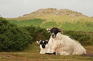 British Rams