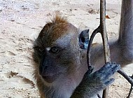 Monkeys in Thailand