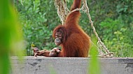 Orangutan