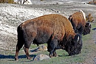 Buffalo