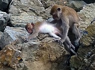 Monkeys in Thailand