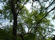 Kansas Trees