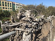 VINES AND FENCE