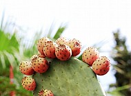 Prickly Pear Cactus Fruit