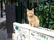 Parisian Tabby