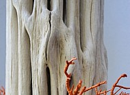 Skeletal saguaro plant