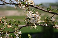 cherry blossom