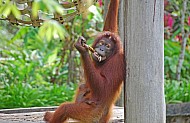 Orangutan