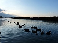 Ducks by the Autoroute