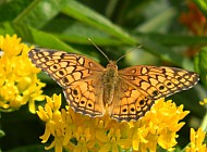 Fritillary on Yellow Flowers