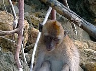 Monkeys in Thailand