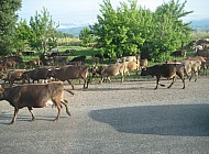 cows on their way home