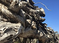 VINES AND FENCE