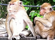 Monkeys in Thailand