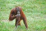 Orangutan