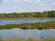 Florida Everglades