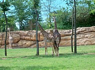 Giraffes at Nashville Zoo