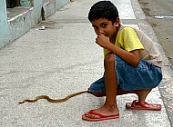 Cuban boy and snake