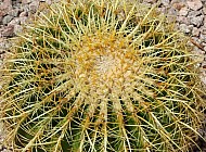 Barrel Cactus