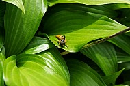 bee on a leaf