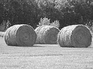 Hay Rolls #1