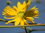 Wild Sunflower