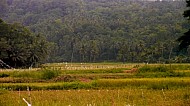 Filipino Rice Fields