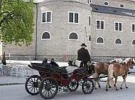 Carriage Ride