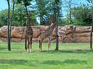 Giraffes at the zoo in Nashville