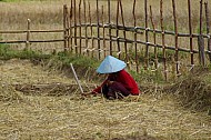 Asian Farmer