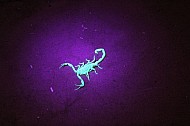 Scorpion in Black Light