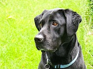 black lab