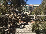 VINES AND FENCE