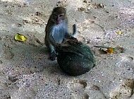 Monkeys in Thailand