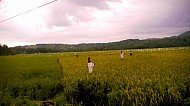 Filipino Rice Fields