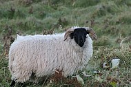 Sheep of Ireland